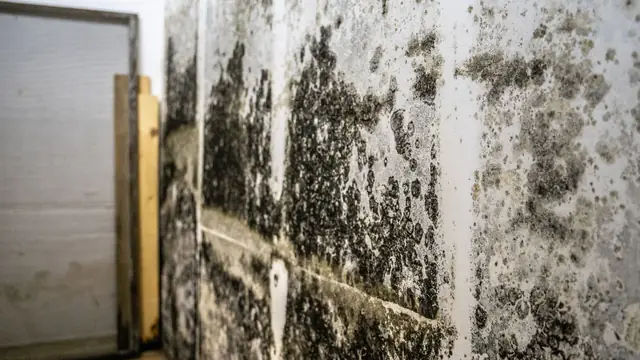 Dark mold growth across a basement-style wall beside a wood stud